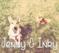 /album/les-amis-de-mon-chien-mon-attache/jenny-inky-jpg/